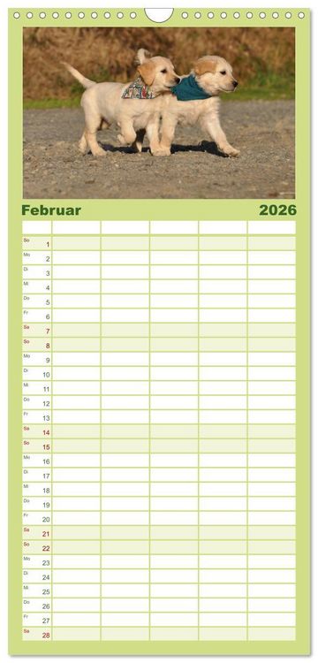 Produktbild: Familienplaner 2026 - Golden Retriever mit 5 Spalten (Wandkalender, 21 x 45 cm) CALVENDO