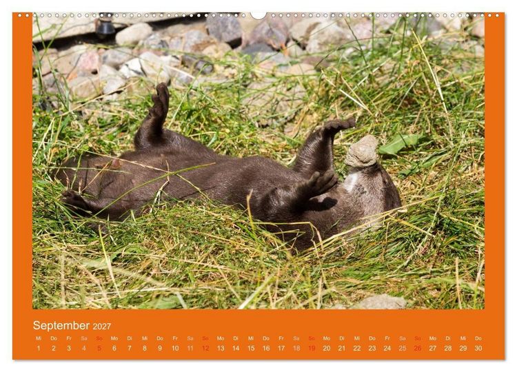 Produktbild: Tierkinder (Wandkalender 2027 DIN A2 quer), CALVENDO Monatskalender