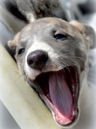 Produktbild: CALVENDO Puzzle Classy Whippets | 1000 Teile Lege-Gr&ouml;&szlig;e 64x48cm Foto-Puzzle f&uuml;r gl&uuml;ckliche Stunden