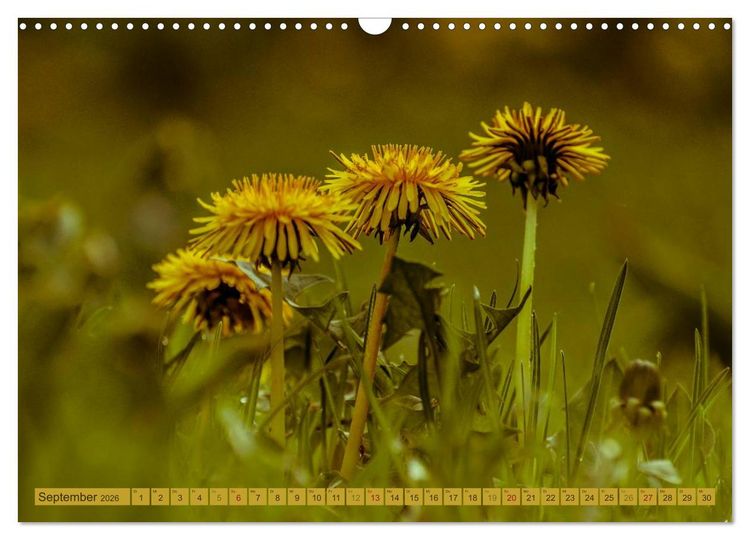Produktbild: Wildwuchs 2026 (Wandkalender 2026 DIN A3 quer), CALVENDO Monatskalender