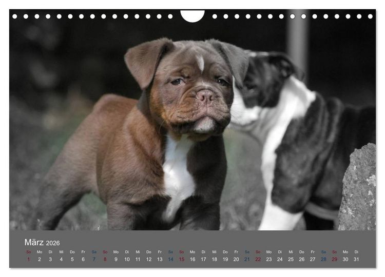 Produktbild: Bulldoggen-Zwerge (Wandkalender 2026 DIN A4 quer), CALVENDO Monatskalender
