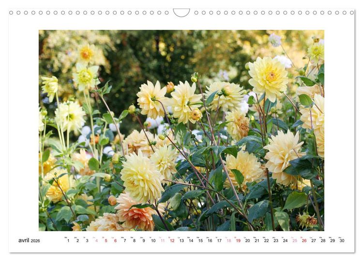 Produktbild: Mes dahlias ador&eacute;s (Calendrier mural 2026 DIN A3 vertical), CALVENDO calendrier mensuel