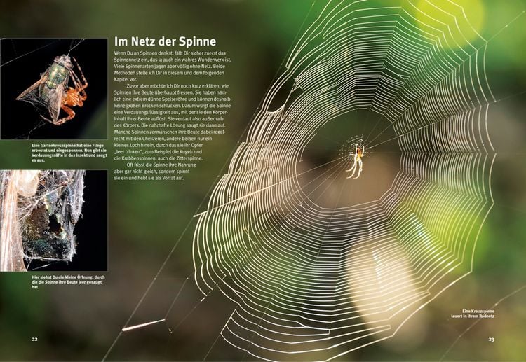 Produktbild: Entdecke die Spinnen