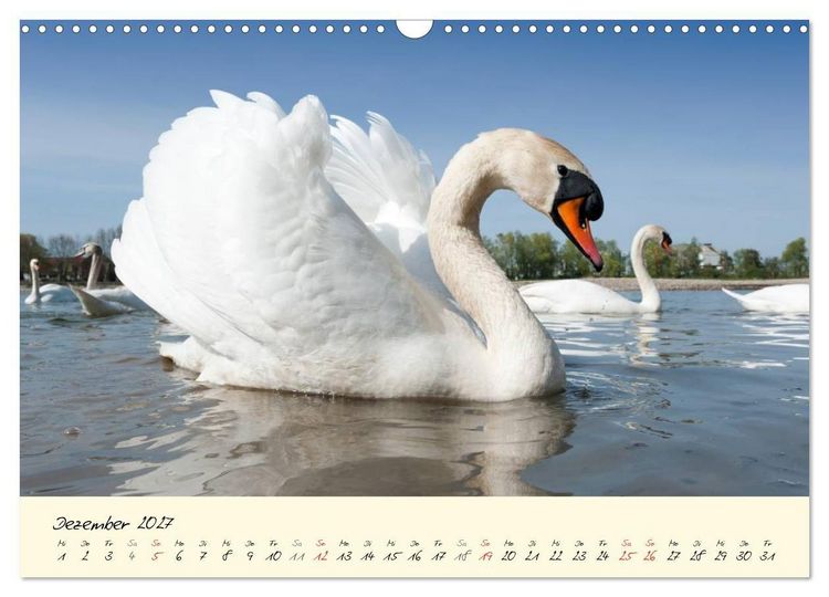 Produktbild: Vom K&uuml;ken zum stolzen Schwan (Wandkalender 2027 DIN A3 quer), CALVENDO Monatskalender