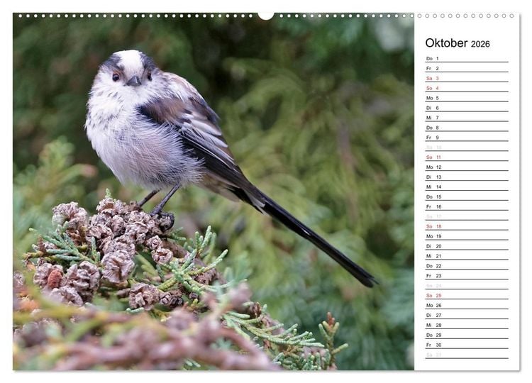 Produktbild: Unsere heimischen Gartenv&ouml;gel (Wandkalender 2026 DIN A2 quer), CALVENDO Monatskalender