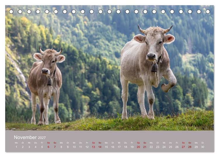 Produktbild: Allg&auml;uer Rindvieh 2027 (Tischkalender 2027 DIN A5 quer), CALVENDO Monatskalender