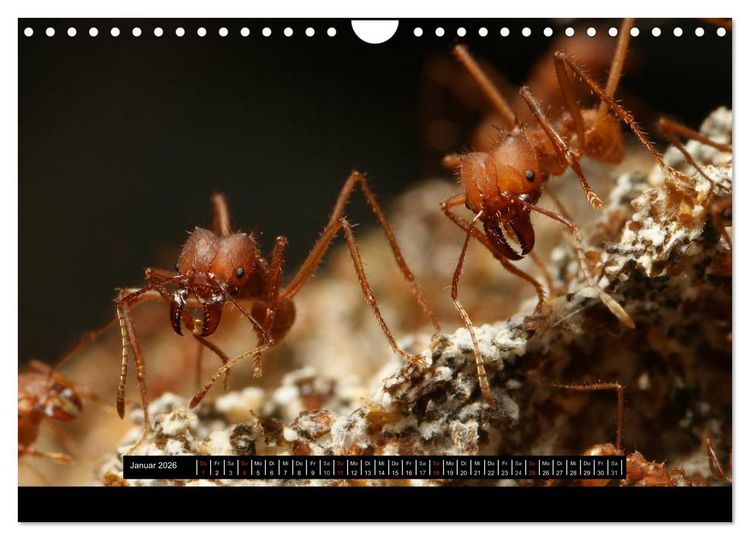 Produktbild: Exotische Ameisen (Wandkalender 2026 DIN A4 quer), CALVENDO Monatskalender