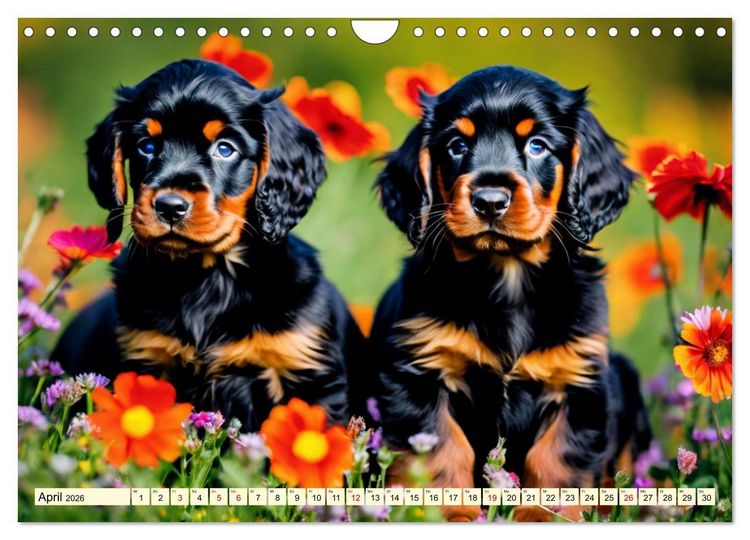 Produktbild: Gordon Setter - elegantes Kraftpaket (Wandkalender 2026 DIN A4 quer), CALVENDO Monatskalender