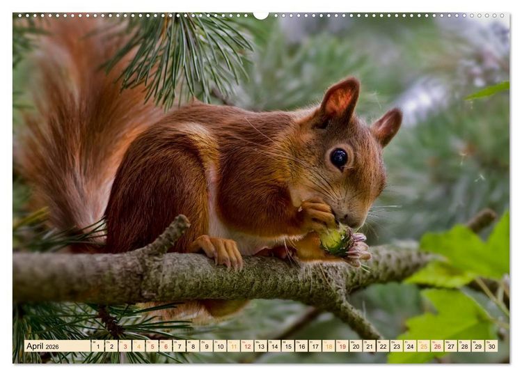 Produktbild: Eichh&ouml;rnchen - immer wieder s&uuml;&szlig; (Wandkalender 2026 DIN A2 quer), CALVENDO Monatskalender