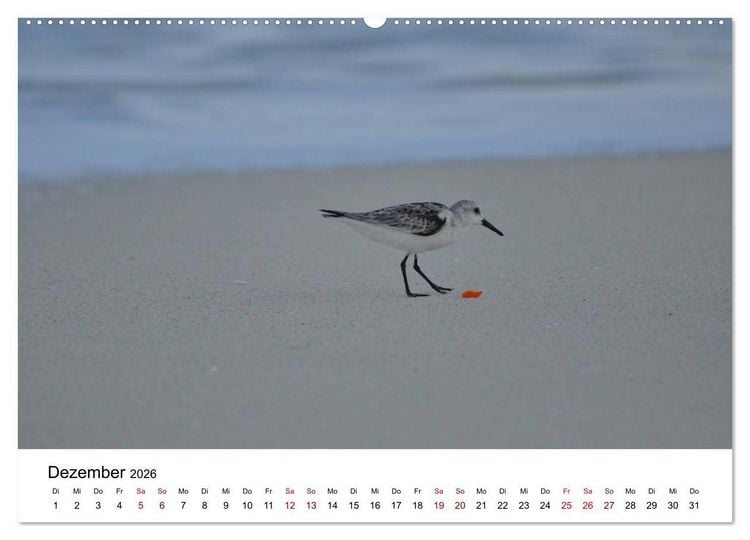 Produktbild: M&ouml;wen am Meer (Wandkalender 2026 DIN A2 quer), CALVENDO Monatskalender