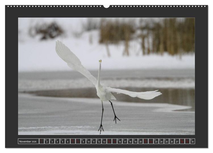 Produktbild: Winterzauber - Tiere in Eis und Schnee (Wandkalender 2026 DIN A2 quer), CALVENDO Monatskalender