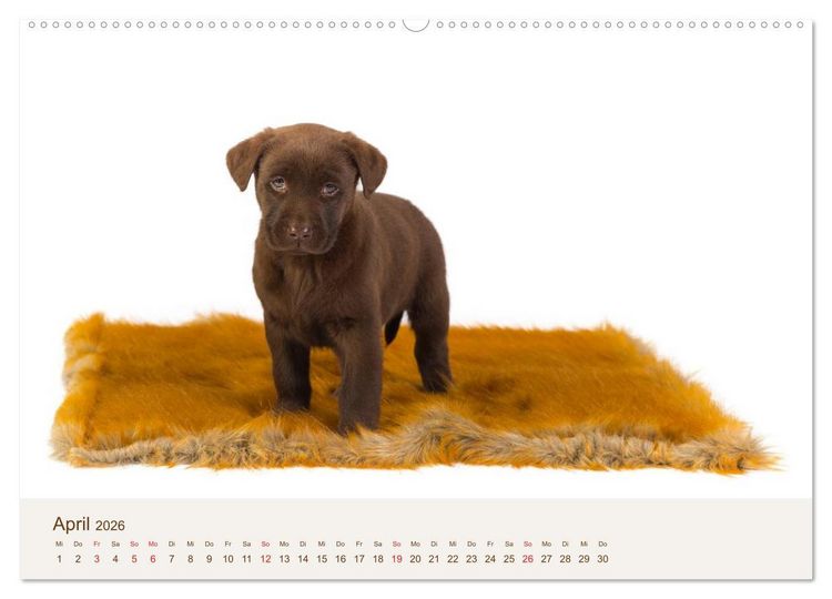 Produktbild: Labrador - Welpen (Wandkalender 2026 DIN A2 quer), CALVENDO Monatskalender