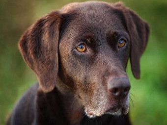 Produktbild: CALVENDO Puzzle Labrador Retriever - Treue Begleiter | 1000 Teile Lege-Gr&ouml;&szlig;e 64x48cm Foto-Puzzle f&uuml;r gl&uuml;ckliche Stunden