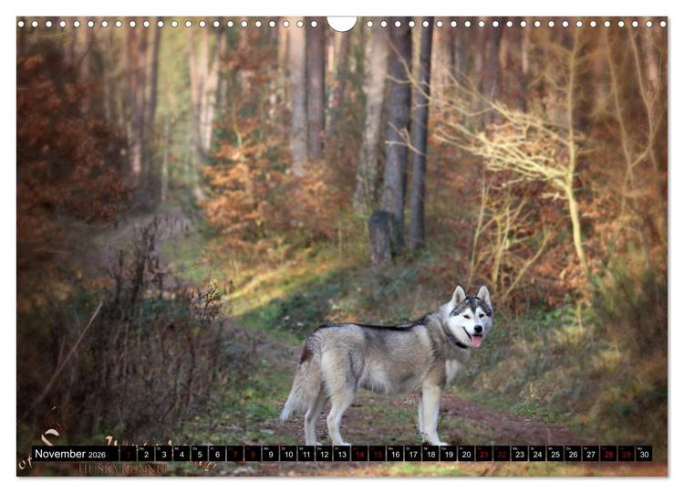 Produktbild: Faszination Husky (Wandkalender 2026 DIN A3 quer), CALVENDO Monatskalender