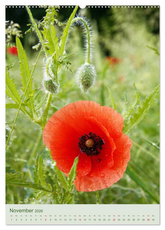 Produktbild: Mohn im Feld (hochwertiger Premium Wandkalender 2026 DIN A2 hoch), Kunstdruck in Hochglanz