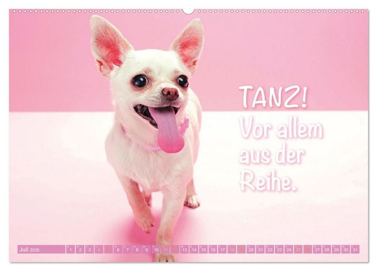 Produktbild: Chihuahua: Kleine Hunde, aber oho (hochwertiger Premium Wandkalender 2026 DIN A2 quer), Kunstdruck in Hochglanz