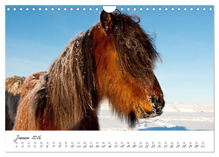 Produktbild: Islandpferde take it Isi (Wandkalender 2026 DIN A4 quer), CALVENDO Monatskalender