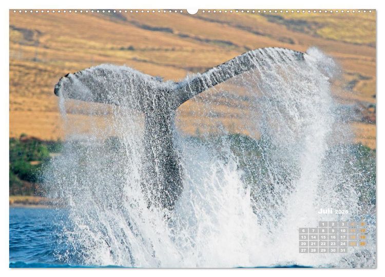 Produktbild: Buckelwale: Aus den blauen Tiefen der Ozeane (Wandkalender 2026 DIN A2 quer), CALVENDO Monatskalender