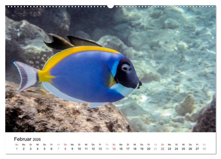 Produktbild: Unterwasserwelt der Malediven I (Wandkalender 2026 DIN A2 quer), CALVENDO Monatskalender