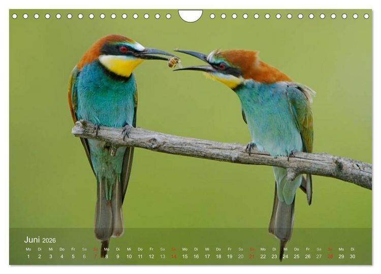 Produktbild: Europ&auml;ische Bienenfresser (Wandkalender 2026 DIN A4 quer), CALVENDO Monatskalender