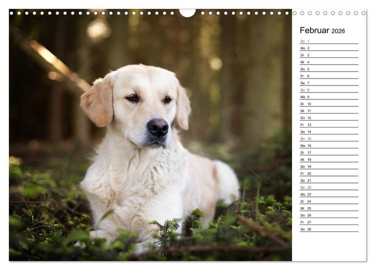 Produktbild: Goldig durch das Jahr! (Wandkalender 2026 DIN A3 quer), CALVENDO Monatskalender