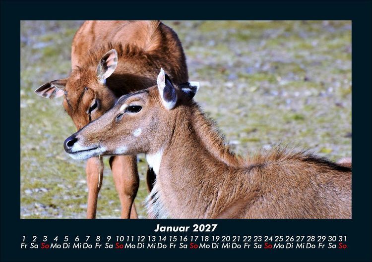 Produktbild: Der Tierkalender 2027 Fotokalender DIN A5