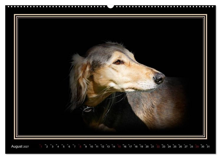 Produktbild: Saluki 2027 (hochwertiger Premium Wandkalender 2027 DIN A2 quer), Kunstdruck in Hochglanz