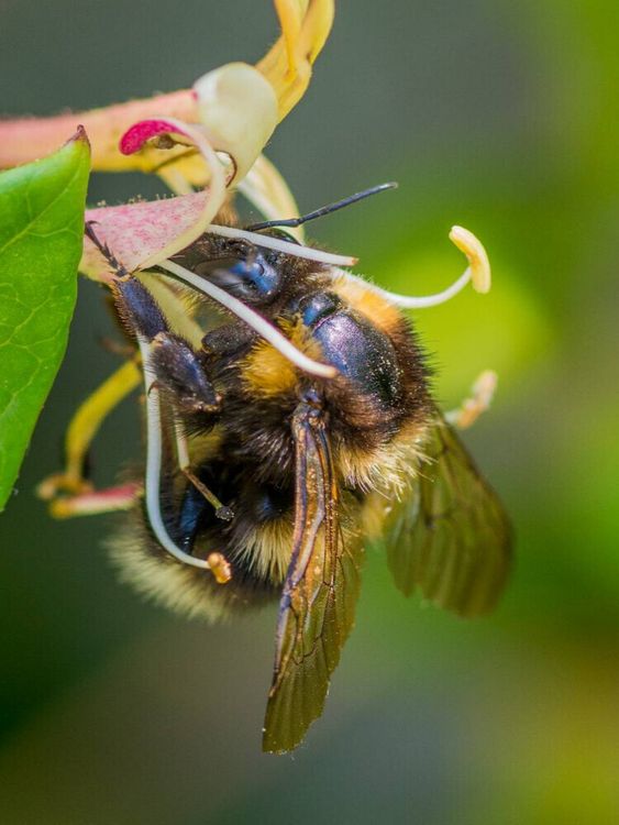 Produktbild: CALVENDO Puzzle Hummel auf Gei&szlig;blatt | 1000 Teile Lege-Gr&ouml;&szlig;e 64x48cm Foto-Puzzle f&uuml;r gl&uuml;ckliche Stunden