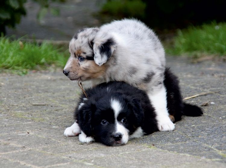 Produktbild: Spielende Australian Shepherds Welpen (Puzzle)