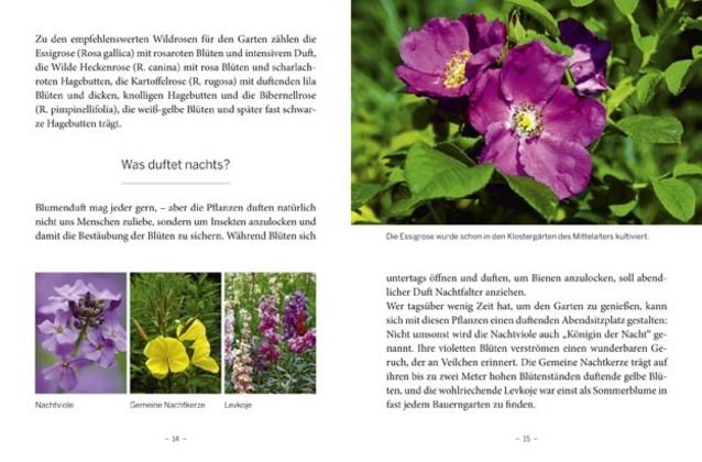 Produktbild: Das gro&szlig;e kleine Buch: Mein Garten im Sommer