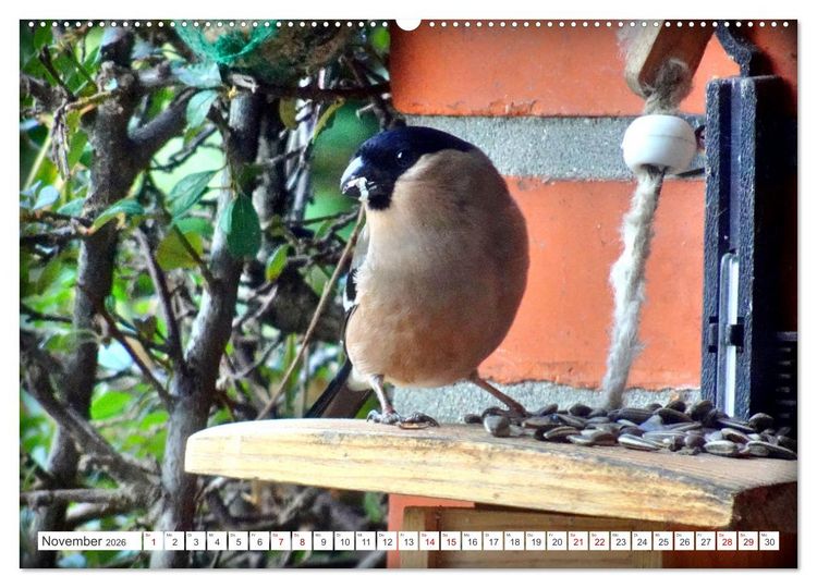 Produktbild: Herr und Frau Gimpel - Stammg&auml;ste im Garten (Wandkalender 2026 DIN A2 quer), CALVENDO Monatskalender