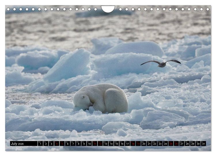 Produktbild: Impressions of Svalbard (Wall Calendar 2026 DIN A4 landscape), CALVENDO 12 Month Wall Calendar