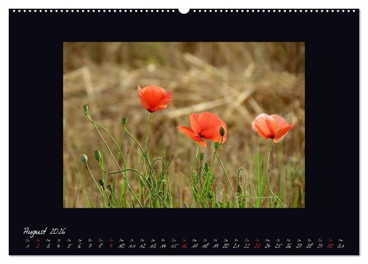 Produktbild: MOHNographie (hochwertiger Premium Wandkalender 2026 DIN A2 quer), Kunstdruck in Hochglanz
