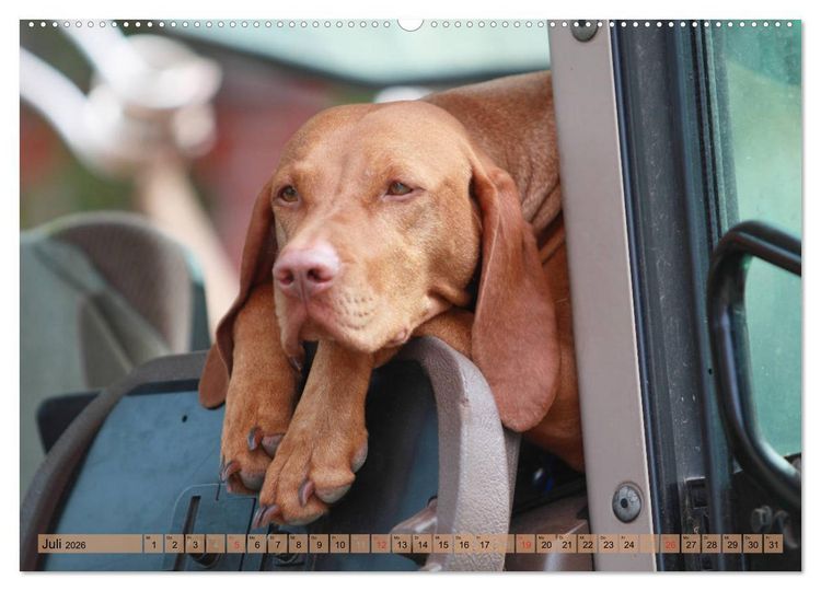 Produktbild: Magyar Vizsla - Vielseitiger Jagdhund mit Familienanschluss (hochwertiger Premium Wandkalender 2026 DIN A2 quer), Kunstdruck in Hochglanz