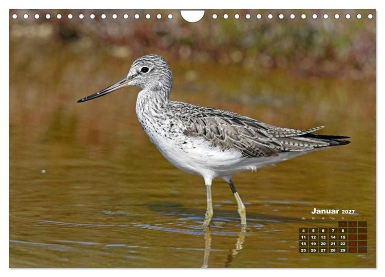 Produktbild: Limikolen - Watv&ouml;gel Europas (Wandkalender 2027 DIN A4 quer), CALVENDO Monatskalender