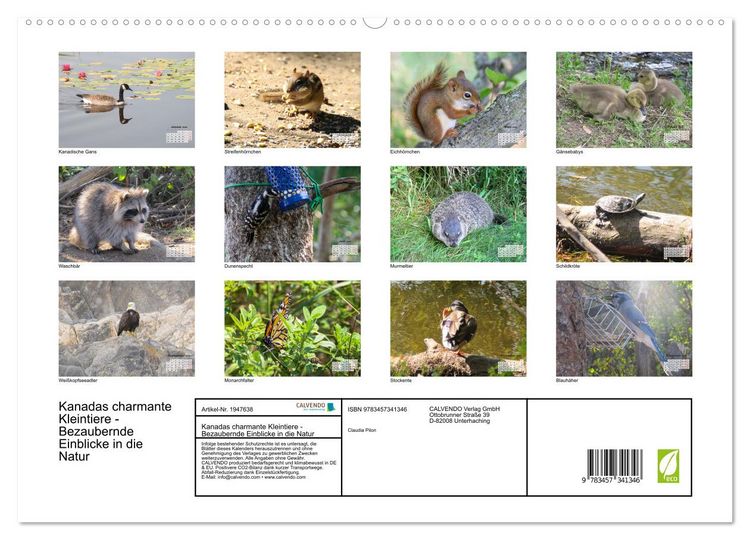 Produktbild: Kanadas charmante Kleintiere - Bezaubernde Einblicke in die Natur (hochwertiger Premium Wandkalender 2026 DIN A2 quer), Kunstdruck in Hochglanz