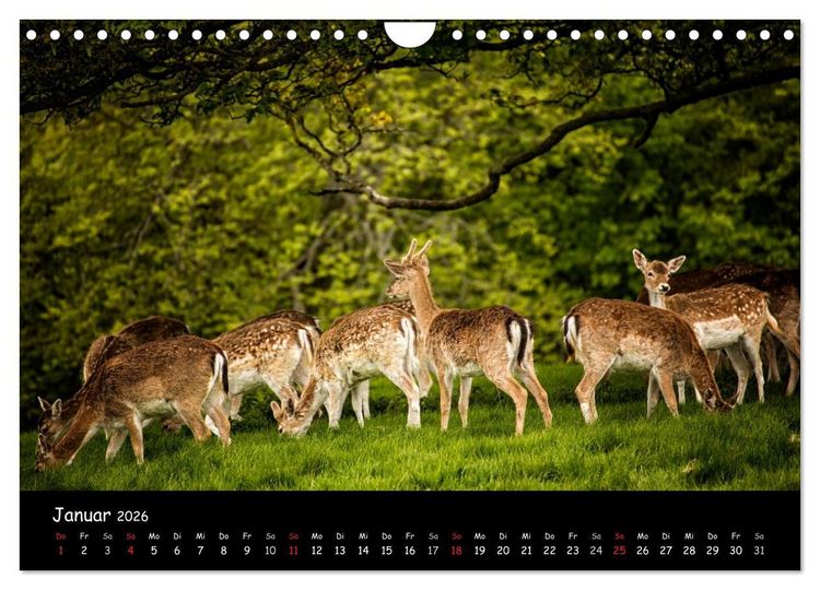Produktbild: Rehe und Hirsche in freier Natur (Wandkalender 2026 DIN A4 quer), CALVENDO Monatskalender