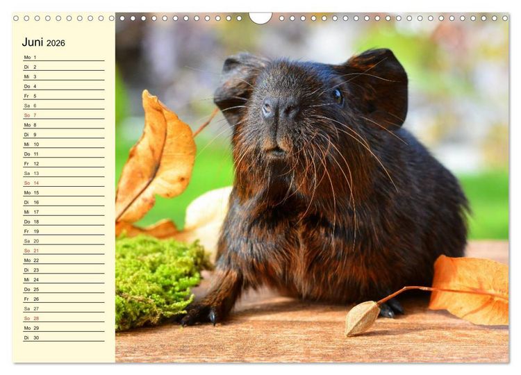Produktbild: Meerschweinchen. Geliebte Nager (Wandkalender 2026 DIN A3 quer), CALVENDO Monatskalender
