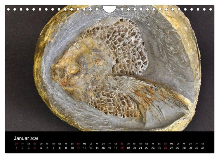 Produktbild: Fossilien - Zeugen der Urzeit (Wandkalender 2026 DIN A4 quer), CALVENDO Monatskalender