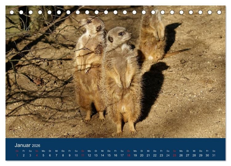 Produktbild: Erdm&auml;nnchen - Zusammen sind wir stark (Tischkalender 2026 DIN A5 quer), CALVENDO Monatskalender