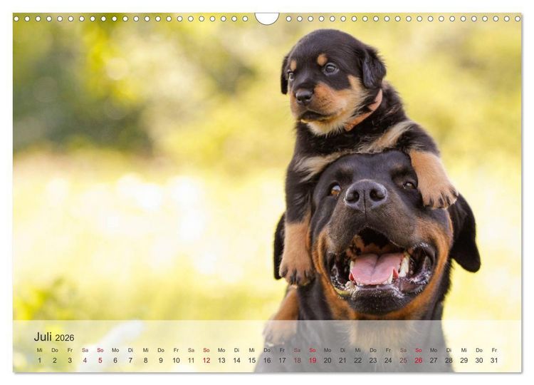 Produktbild: Hunde 2026 - Treue Begleiter (Wandkalender 2026 DIN A3 quer), CALVENDO Monatskalender