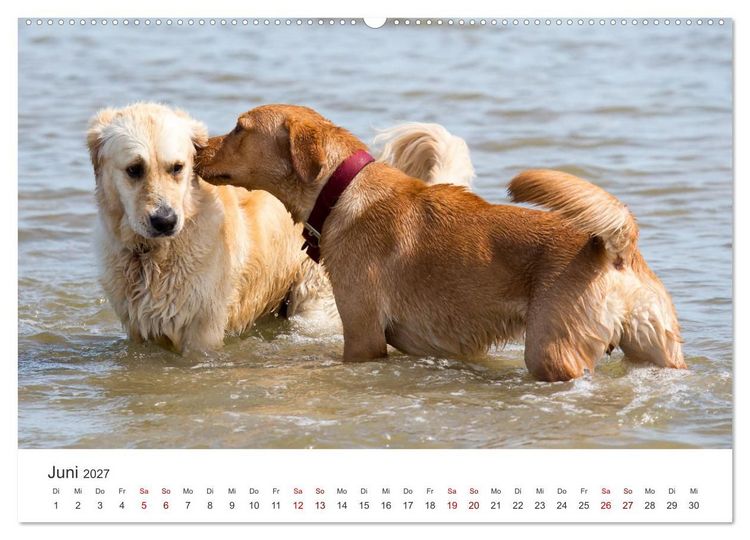 Produktbild: Freunde auf vier Pfoten am Strand (hochwertiger Premium Wandkalender 2027 DIN A2 quer), Kunstdruck in Hochglanz