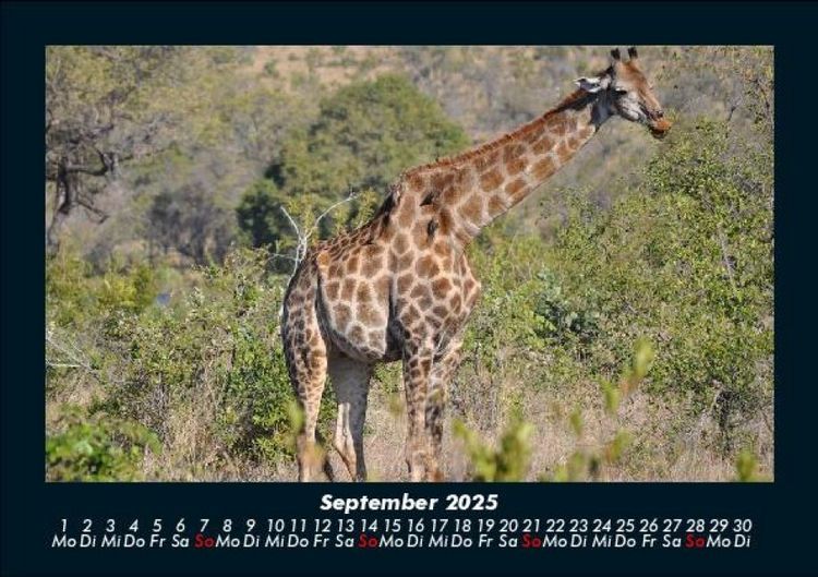Produktbild: Giraffen 2025 Fotokalender DIN A5