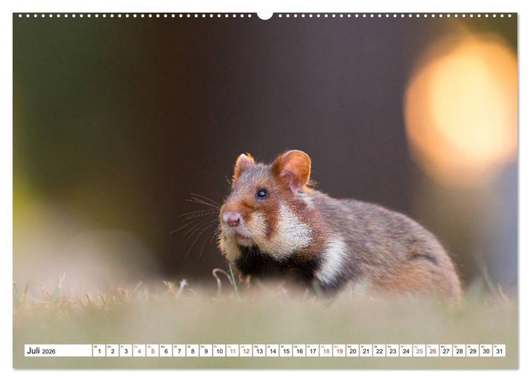 Produktbild: Herzige Feldhamster - farbenfrohe Nagetiere im st&auml;dtischen Lebensraum (hochwertiger Premium Wandkalender 2026 DIN A2 quer), Kunstdruck in Hochglanz