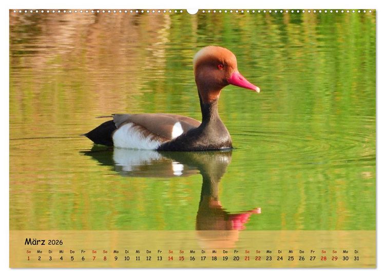 Produktbild: Faszination Zugv&ouml;gel - Rekorde in der Vogelwelt (hochwertiger Premium Wandkalender 2026 DIN A2 quer), Kunstdruck in Hochglanz