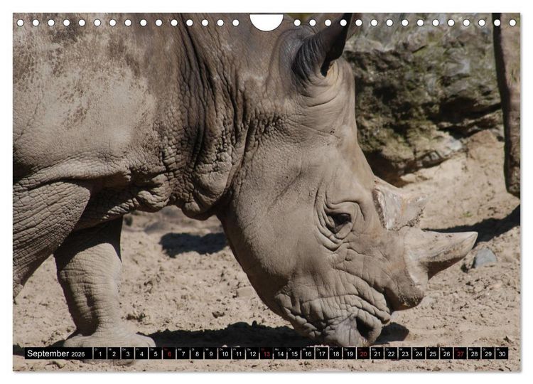 Produktbild: Afrika - Welt der Tiere (Wandkalender 2026 DIN A4 quer), CALVENDO Monatskalender