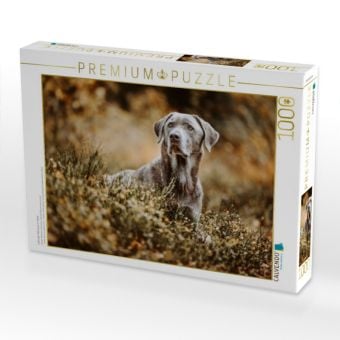 Produktbild: CALVENDO Puzzle Labrador Retriever im Wald | 1000 Teile Lege-Gr&ouml;&szlig;e 64x48cm Foto-Puzzle f&uuml;r gl&uuml;ckliche Stunden