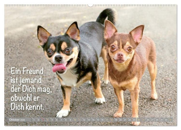 Produktbild: Chihuahua: Kleine Hunde, aber oho (hochwertiger Premium Wandkalender 2026 DIN A2 quer), Kunstdruck in Hochglanz