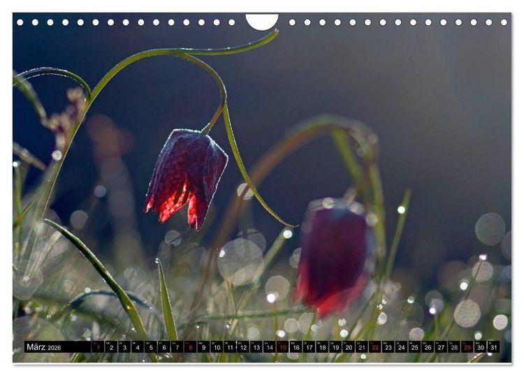 Produktbild: Die Schachbrettblume (Wandkalender 2026 DIN A4 quer), CALVENDO Monatskalender