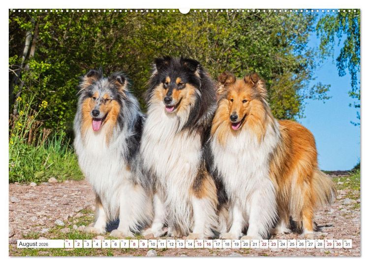 Produktbild: Collies - die sch&ouml;nsten Hunde der Welt (Wandkalender 2026 DIN A2 quer), CALVENDO Monatskalender